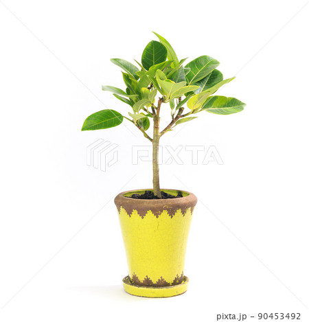 観葉植物、フィカス・ウィルデマニアーナの鉢植え【白背景】 観葉植物、フィカス・ウィルデマニアーナの鉢植え【白背景】 90453492