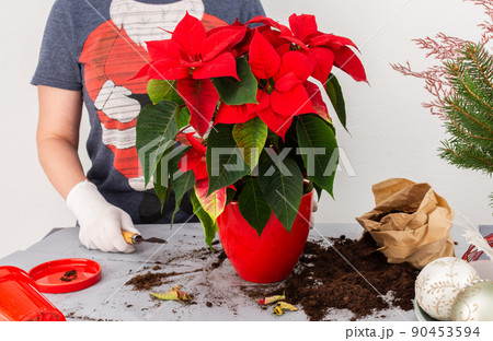 Transplanting the Poinsettia Christmas flower 90453594