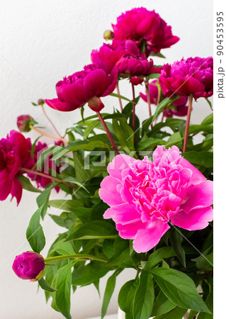 Peonies close up 90453595