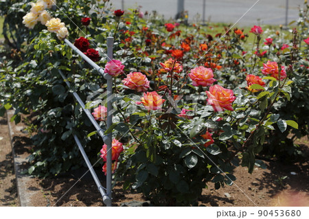 荒尾市 おもやい市民花壇 バラの花、 荒尾市 おもやい市民花壇 バラの花、 90453680