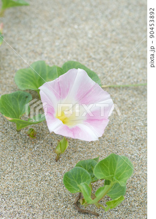 海辺に咲く花 浜昼顔 海辺に咲く花 浜昼顔 90453892