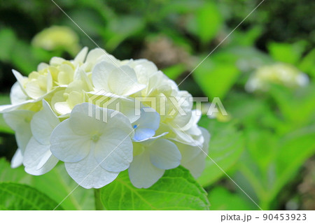 白い紫陽花 90453923