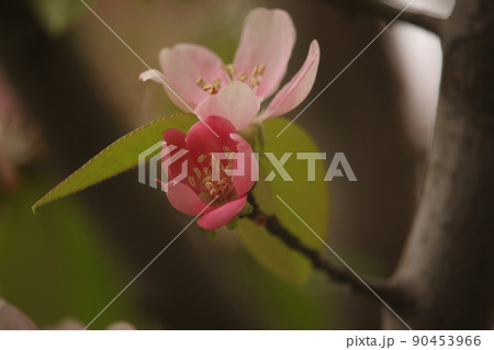 カリンの花開花 90453966