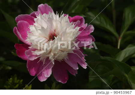 シャクヤクの花 90453967