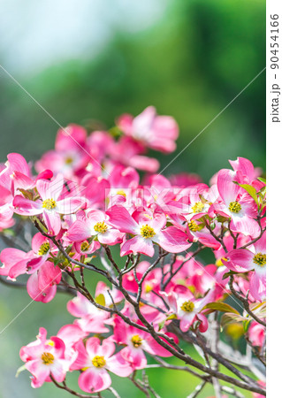 ハナミズキの枝花 ハナミズキの枝花 90454166