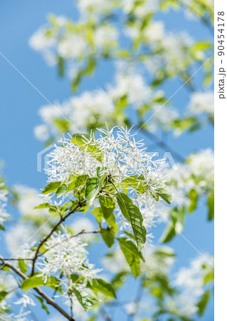 青空とヒトツバタゴの花 90454178
