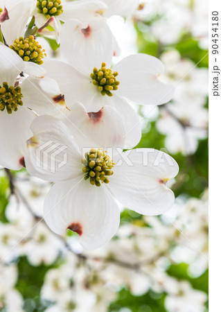 ハナミズキの花のアップ ハナミズキの花のアップ 90454180