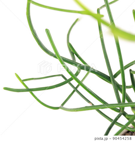 多肉植物、ミルクブッシュの茎【白背景】 多肉植物、ミルクブッシュの茎【白背景】 90454258
