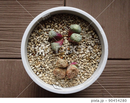 多肉植物 コノフィツム属 ウィッテベルゲンセ 休眠 写真 多肉植物 コノフィツム属 ウィッテベルゲンセ 休眠 写真 90454280