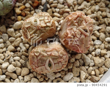 多肉植物 コノフィツム属 ウィッテベルゲンセ 休眠 写真 90454291