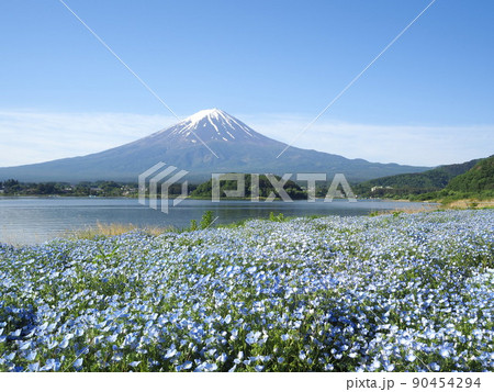 山梨県 湖畔のネモフィラと富士 初夏 山梨県 湖畔のネモフィラと富士 初夏 90454294
