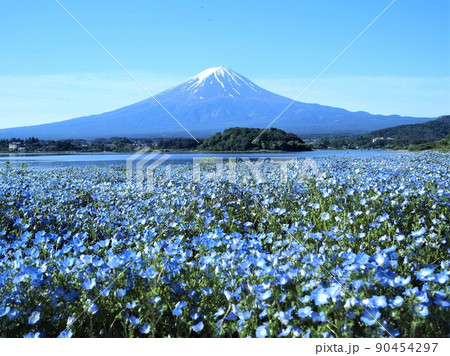 山梨県 湖畔のネモフィラと富士 初夏 山梨県 湖畔のネモフィラと富士 初夏 90454297