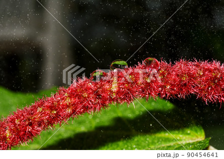 Water drop of morning dew on blossom beautiful red flower, Macro of rain droplet Water drop of morning dew on blossom beautiful red flower, Macro of rain droplet 90454641