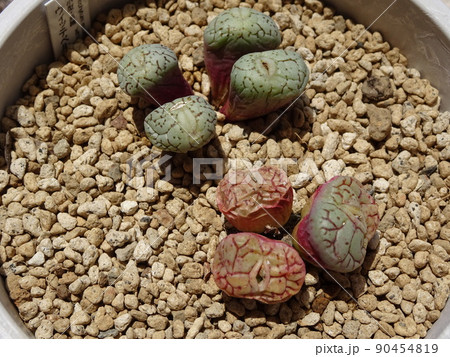 多肉植物 コノフィツム属 ウィッテベルゲンセ 休眠 初期 写真 90454819
