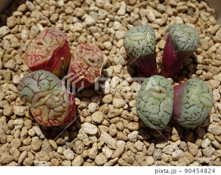 多肉植物 コノフィツム属 ウィッテベルゲンセ 休眠 初期 写真 90454824