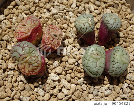 多肉植物 コノフィツム属 ウィッテベルゲンセ 休眠 初期 写真 多肉植物 コノフィツム属 ウィッテベルゲンセ 休眠 初期 写真 90454825