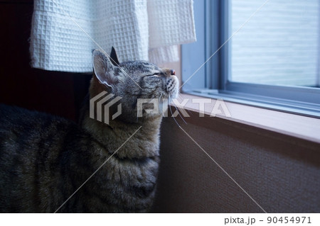 梅雨空を見上げながら目を細める猫 90454971