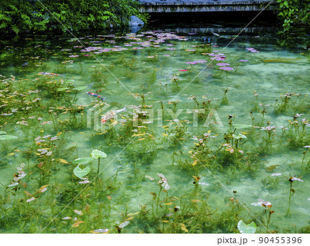 モネの池を泳ぐ鯉 90455396