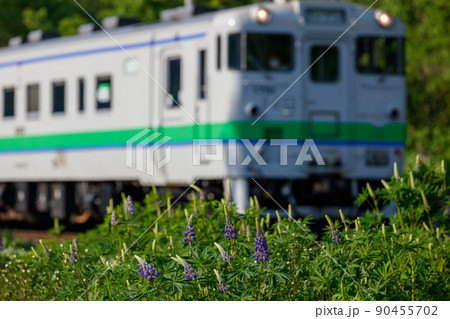 ルピナスが咲く北海道の駅と石北本線の列車。 ルピナスが咲く北海道の駅と石北本線の列車。 90455702