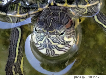 ミドリカメ 90455739