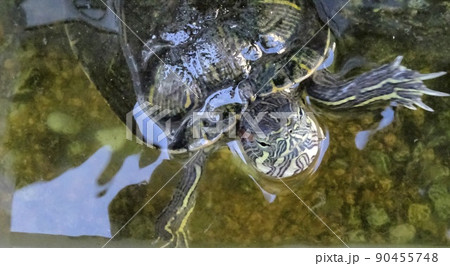 ミドリカメ 90455748