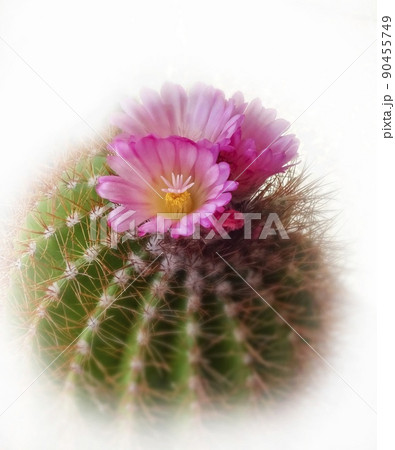 サボテン サボテン 90455749