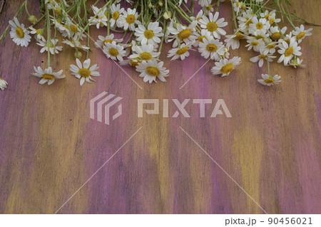 Chamomile on a wooden background of pink color close-up. Chamomile on a wooden background of pink color close-up. 90456021