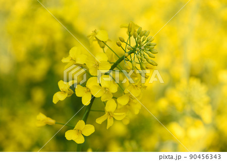 Closeup of blooming yellow canola rapeseed plant on farm field at spring 90456343