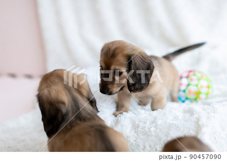 仔犬　カニンヘンダックスフンド 90457090