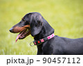 dachshund dog portrait 90457112