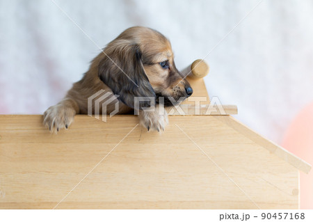 仔犬　カニンヘンダックスフンド 90457168