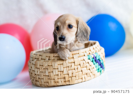 仔犬　カニンヘンダックスフンド 90457175