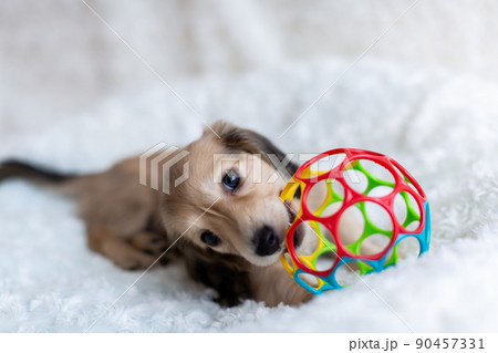 仔犬　カニンヘンダックスフンド 90457331