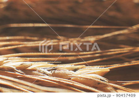 rye spike closeup. rye spike background. rye ears macro 90457409