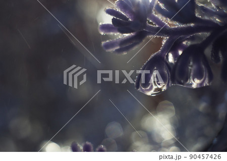a drop of water on a flower petal. lavender. blue flower macro with beautiful bokeh in the rain a drop of water on a flower petal. lavender. blue flower macro with beautiful bokeh in the rain 90457426