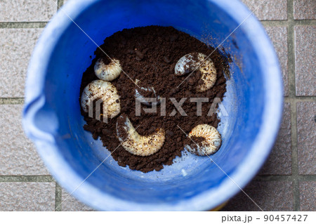 カブトムシの飼育　昆虫 90457427