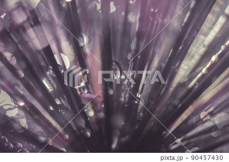 a drop of water on a flower petal. lavender. blue flower macro with beautiful bokeh in the rain a drop of water on a flower petal. lavender. blue flower macro with beautiful bokeh in the rain 90457430