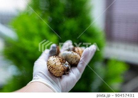 カブトムシの飼育 昆虫 カブトムシの飼育 昆虫 90457431