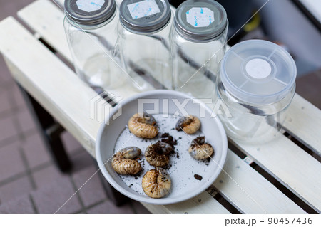 カブトムシの飼育　昆虫 90457436