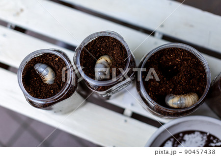 カブトムシの飼育　昆虫　マット交換 90457438