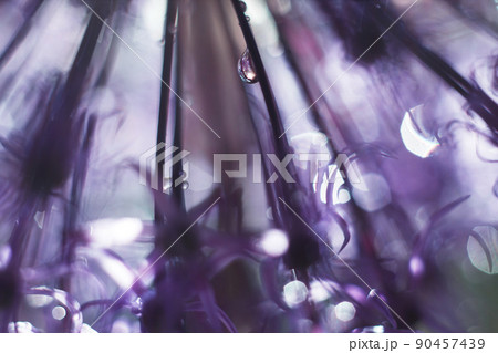 a drop of water on a purple flower. wild onions closeup. wild leek background. abstract flower background a drop of water on a purple flower. wild onions closeup. wild leek background. abstract flower background 90457439