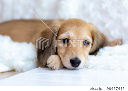 仔犬　カニンヘンダックスフンド 90457455