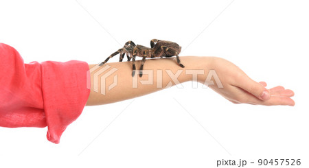 Woman holding striped knee tarantula on white background, closeup 90457526