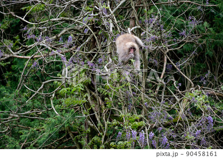 フジの花を食べるニホンザル 90458161