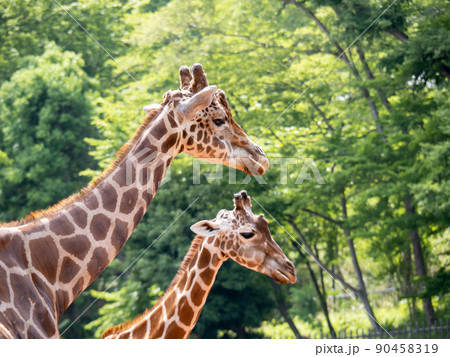 キリン。 キリン。 90458319