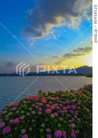 紫陽花と琵琶湖と夕焼け 紫陽花と琵琶湖と夕焼け 90458520