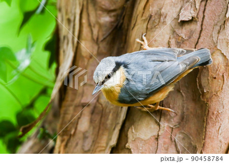 The Eurasian nuthatch or wood nuthatch (Sitta europaea) is a small passerine bird with blue back and orange lower part of body and a white head with black mask 90458784