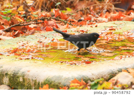 Common Blackbird (Turdus merula) is having a bath in a public pool in the park 90458792