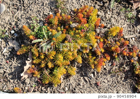 Springtime in garden, early spring in gardens of Zagreb, Croatia Springtime in garden, early spring in gardens of Zagreb, Croatia 90458904