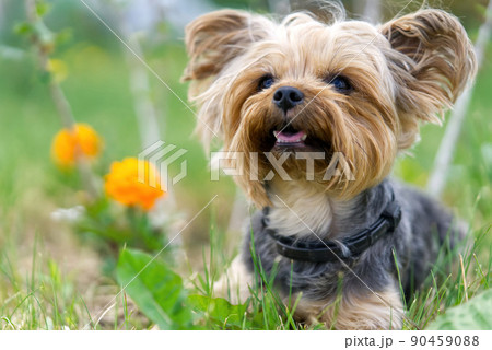 Yorkshire Terrier puppy lies in the low spring grass close to flowers. Funny small York puppy on golden hour time photography. Yorkshire Terrier puppy lies in the low spring grass close to flowers. Funny small York puppy on golden hour time photography. 90459088
